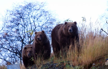 bear viewing with fishing vacation packages
