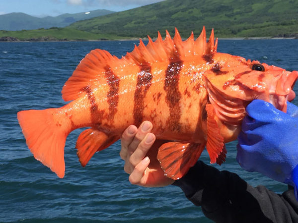 Alaska Lingcod | Rockfish | Kodiak Legends Lodge