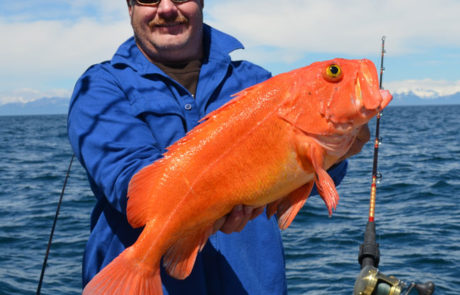 Alaska rockfish