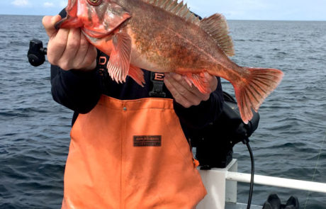 Alaska rockfish
