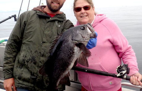 Alaska rockfish