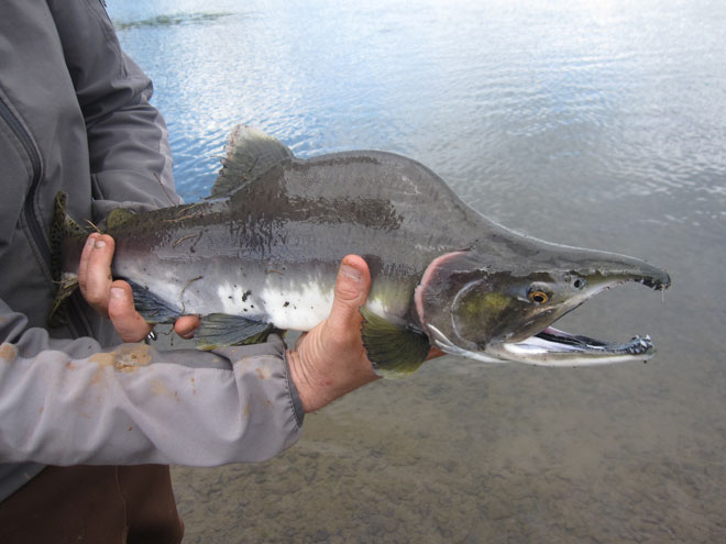alaska river fishing pink salmon