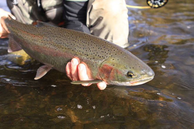 alaska river fishing steelhead