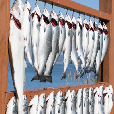 Kodiak fishing report