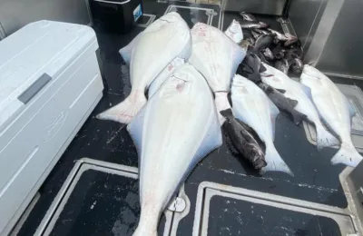 Alaska halibut